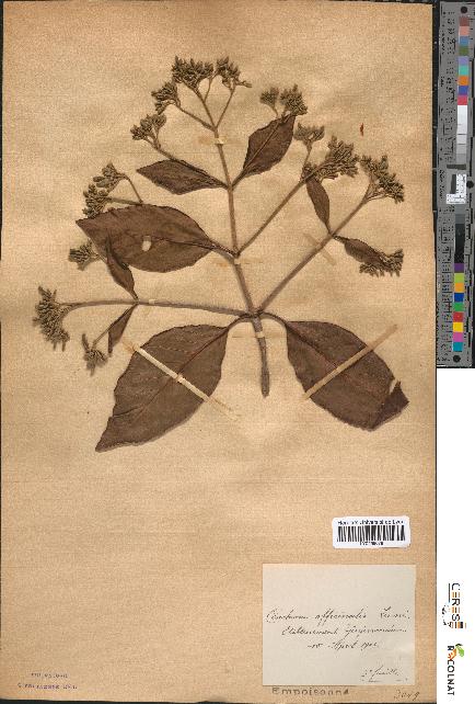spécimen de Cinchona officinalis
