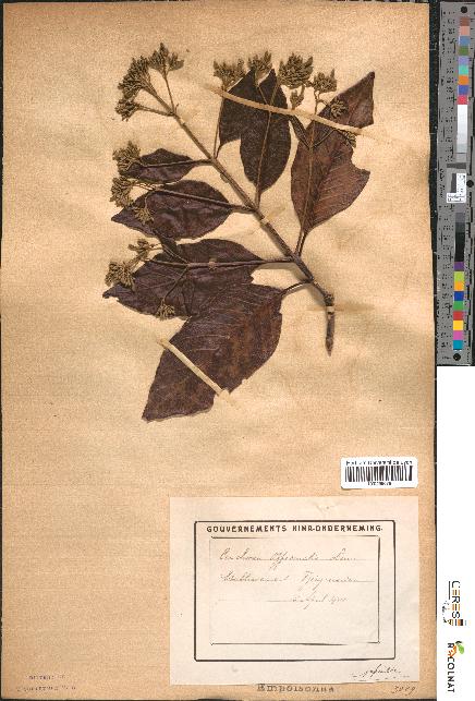 spécimen de Cinchona officinalis