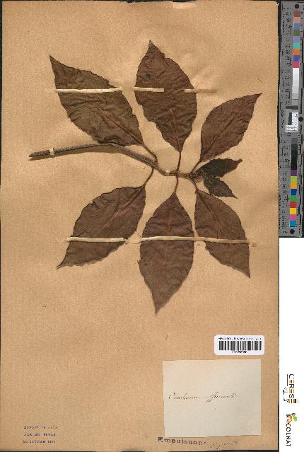spécimen de Cinchona officinalis