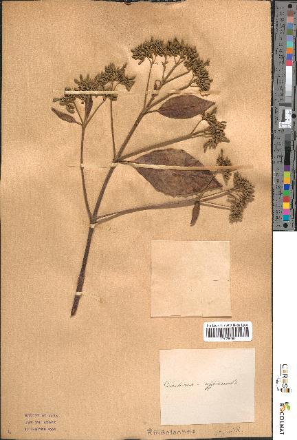 spécimen de Cinchona officinalis