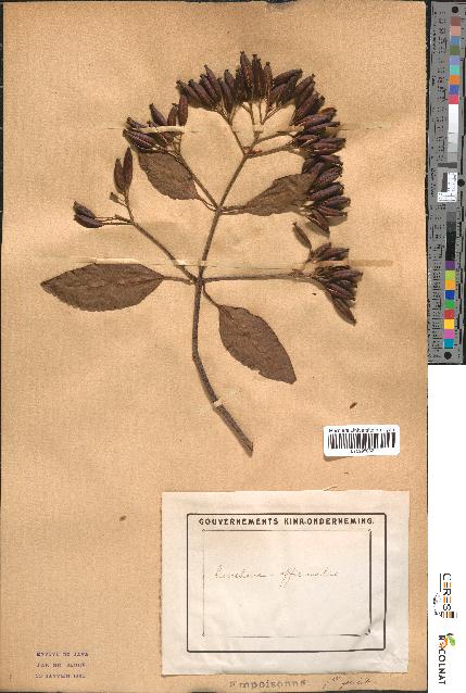 spécimen de Cinchona officinalis