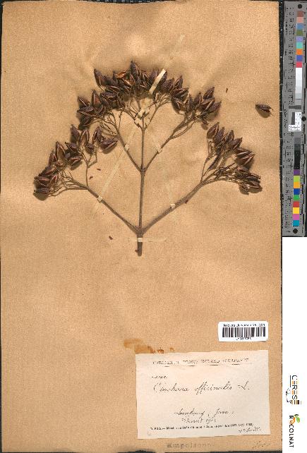 spécimen de Cinchona officinalis