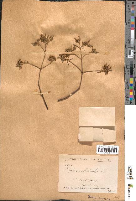 spécimen de Cinchona officinalis