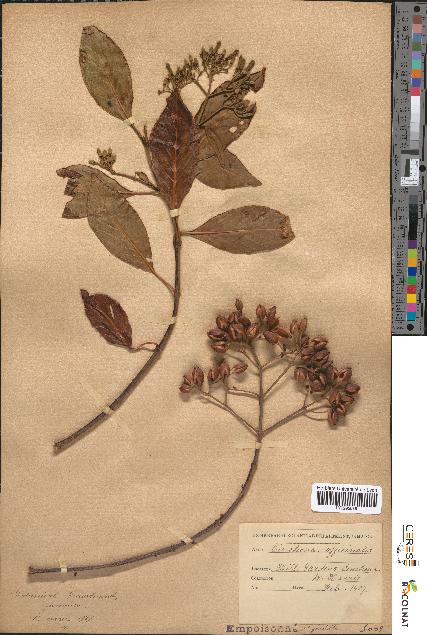 spécimen de Cinchona officinalis