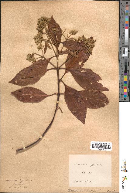 spécimen de Cinchona officinalis