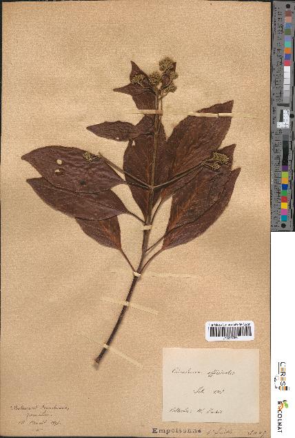 spécimen de Cinchona officinalis