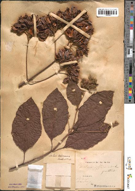 spécimen de Cinchona officinalis