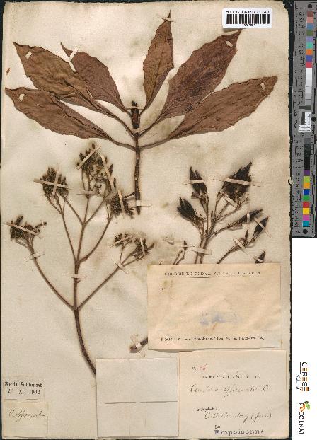 spécimen de Cinchona officinalis
