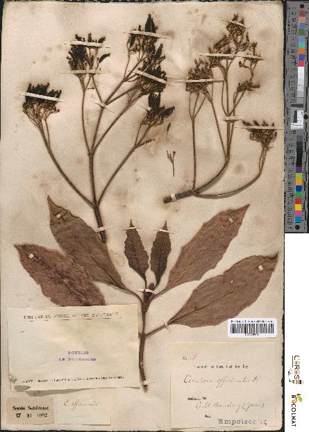 spécimen de Cinchona officinalis