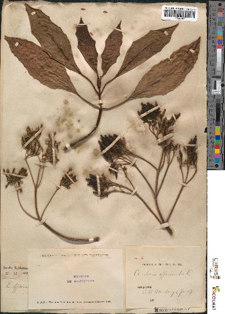 spécimen de Cinchona officinalis