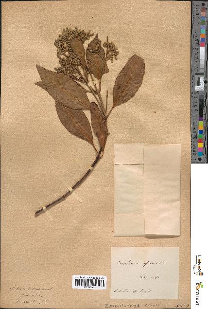 spécimen de Cinchona officinalis