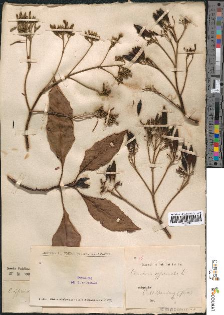 spécimen de Cinchona officinalis
