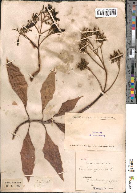 spécimen de Cinchona officinalis