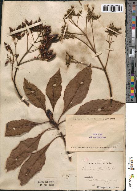 spécimen de Cinchona officinalis