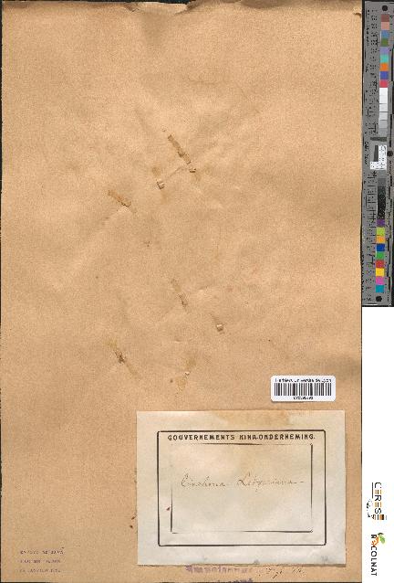 spécimen de Cinchona ledgeriana x succirubra