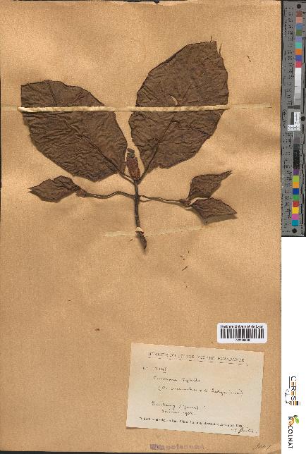 spécimen de Cinchona ledgeriana x succirubra
