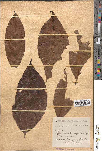 spécimen de Coffea maclaudii