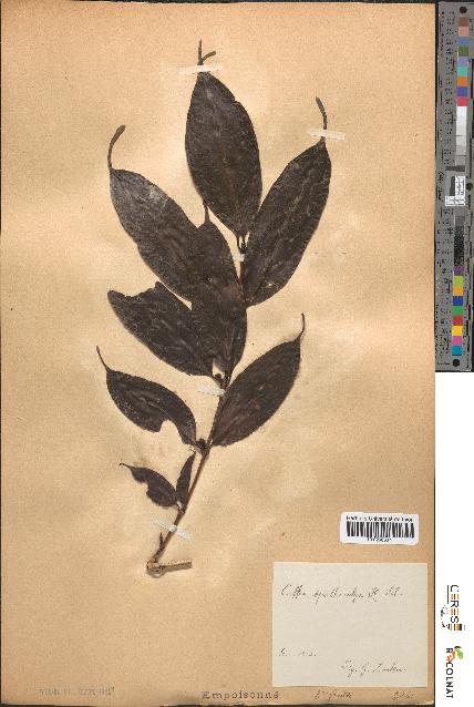 spécimen de Coffea spathicalyx