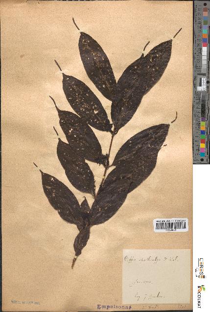 spécimen de Coffea spathicalyx