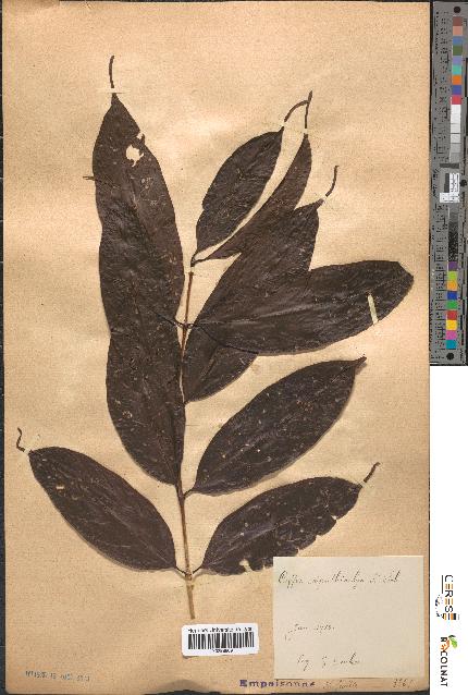 spécimen de Coffea spathicalyx