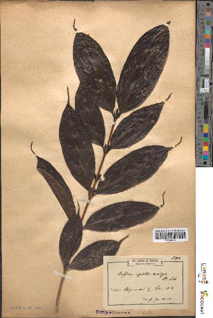 spécimen de Coffea spathicalyx