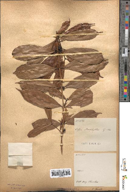 spécimen de Coffea stenophylla