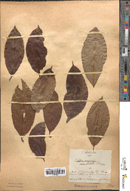 spécimen de Coffea congensis