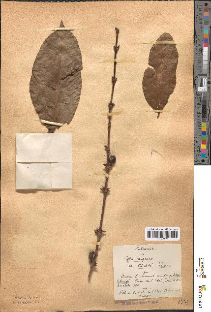 spécimen de Coffea congensis