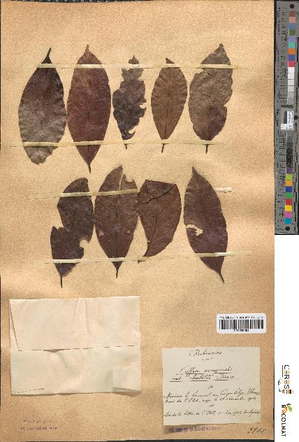 spécimen de Coffea congensis