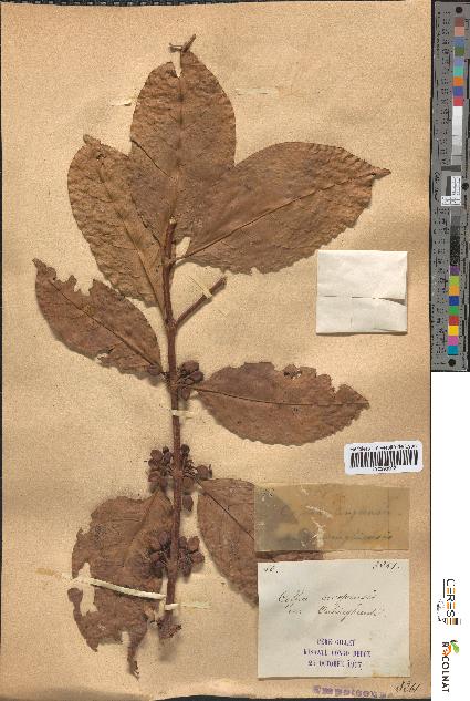 spécimen de Coffea congensis