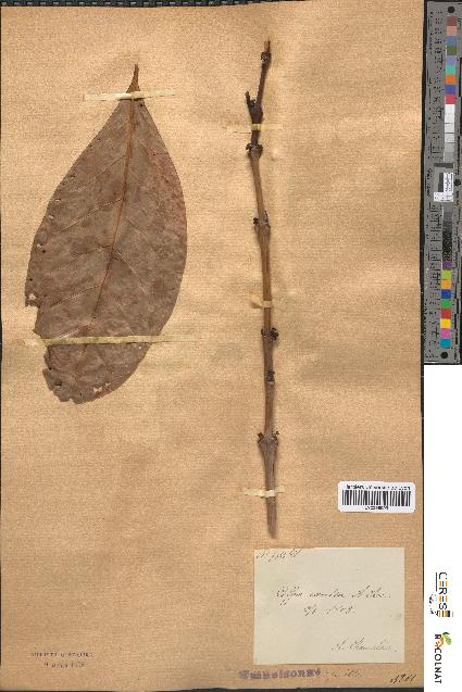 spécimen de Coffea excelsa