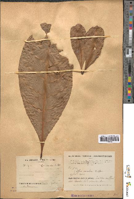 spécimen de Coffea excelsa