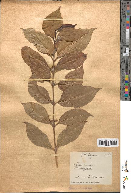 spécimen de Coffea arabica
