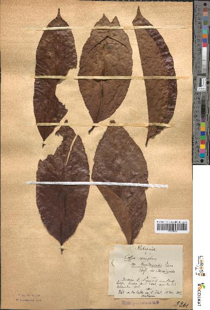 spécimen de Coffea canephora