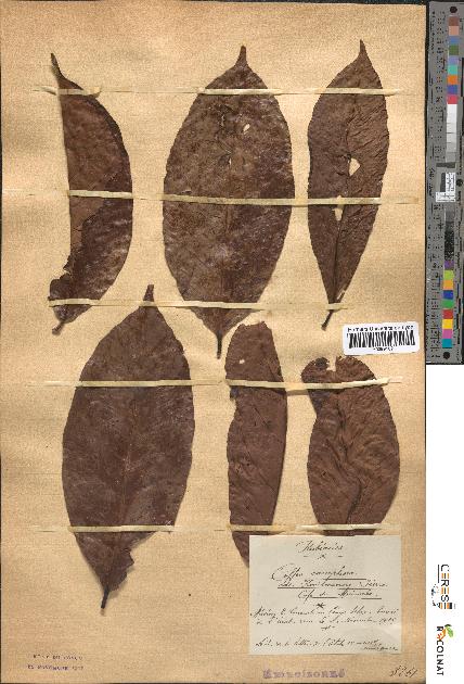 spécimen de Coffea canephora