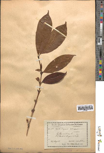 spécimen de Coffea arabica