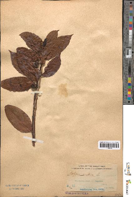 spécimen de Coffea arabica