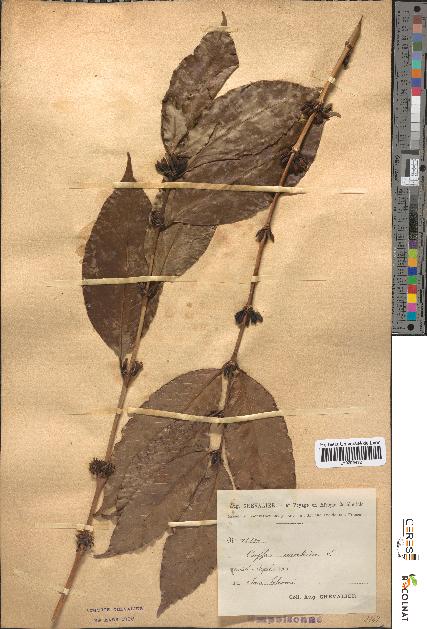 spécimen de Coffea arabica