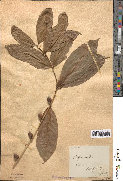 spécimen de Coffea arabica