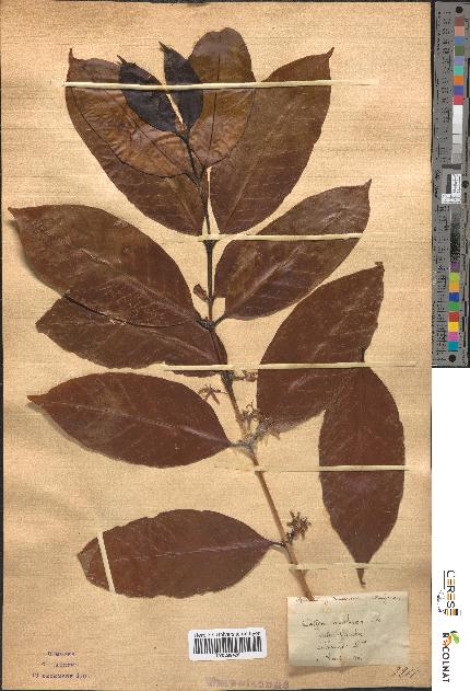 spécimen de Coffea arabica