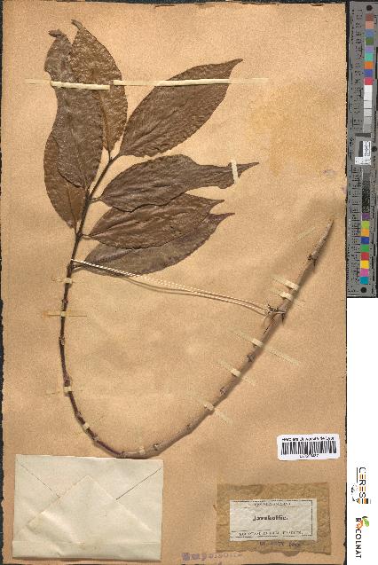 spécimen de Coffea arabica