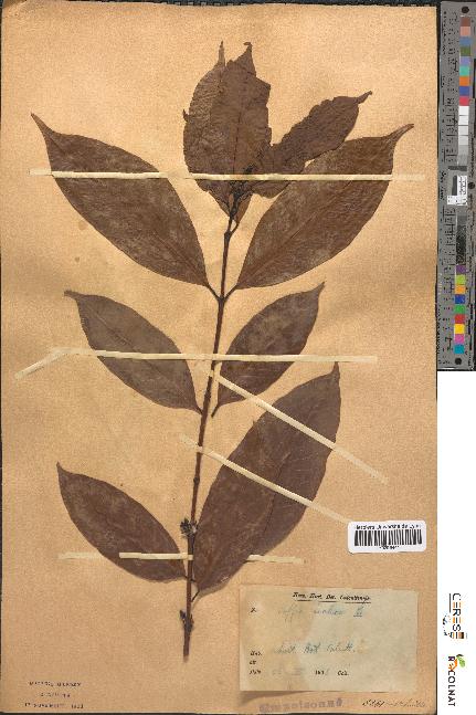 spécimen de Coffea arabica