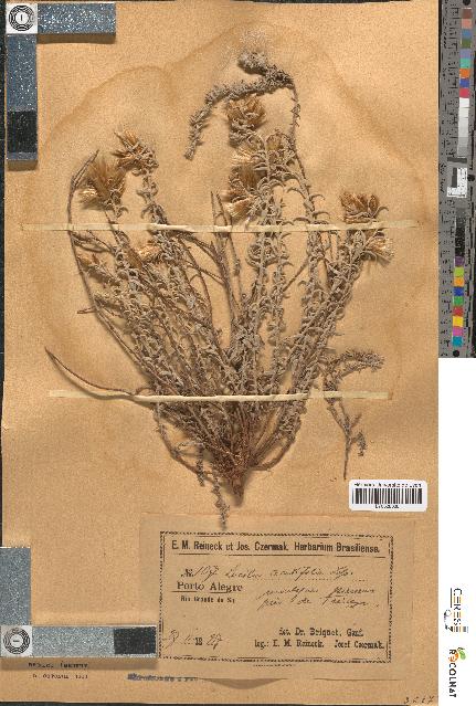 spécimen de Lucilia acutifolia