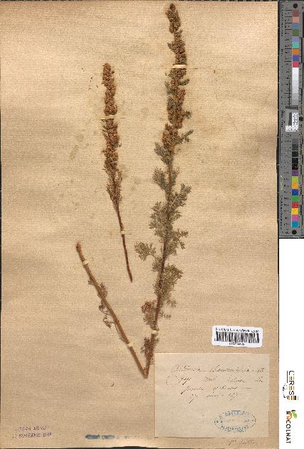 spécimen de Artemisia chamaemelifolia