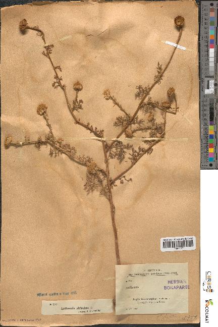 spécimen de Anthemis altissima