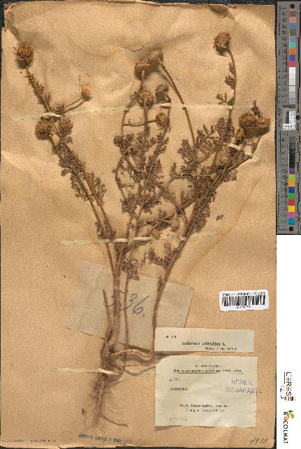spécimen de Anthemis altissima
