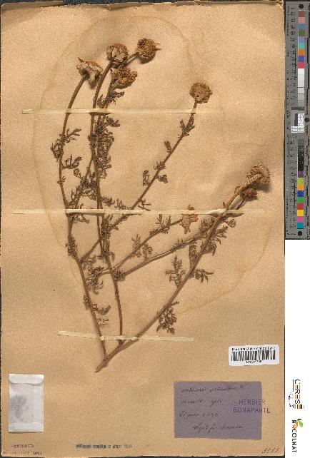 spécimen de Anthemis altissima