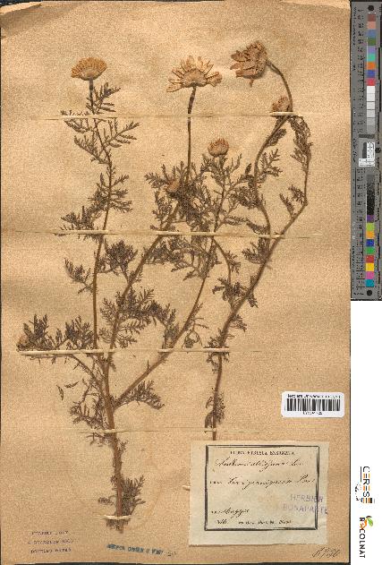 spécimen de Anthemis altissima