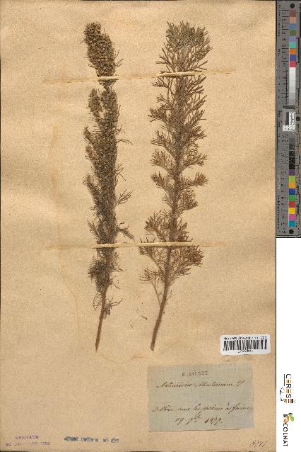 spécimen de Artemisia abrotanum