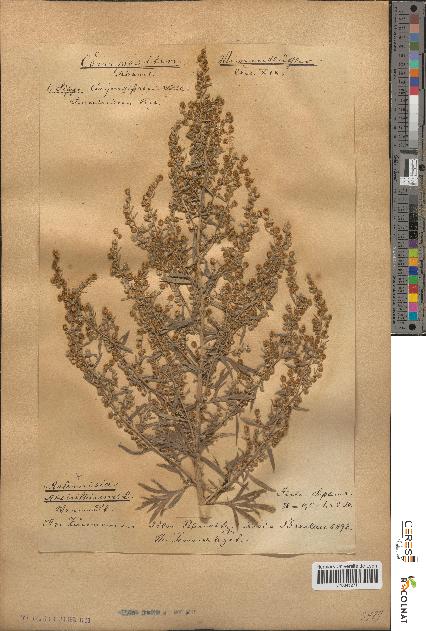 spécimen de Artemisia absinthium